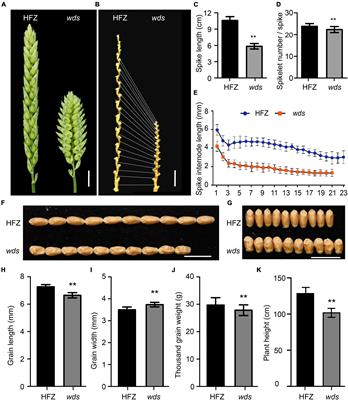 A Multi-Omics Approach for Rapid Identification of Large Genomic Lesions at the Wheat Dense Spike (wds) Locus